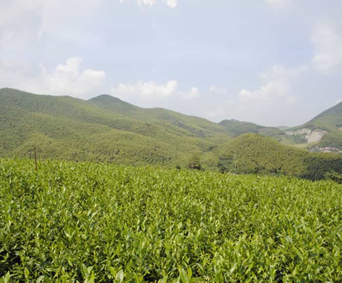 溧陽(yáng)白茶是啥茶？
