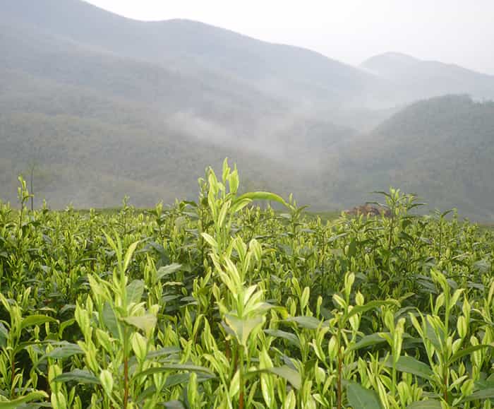 飲天目湖白茶的三流程：趣、神、味